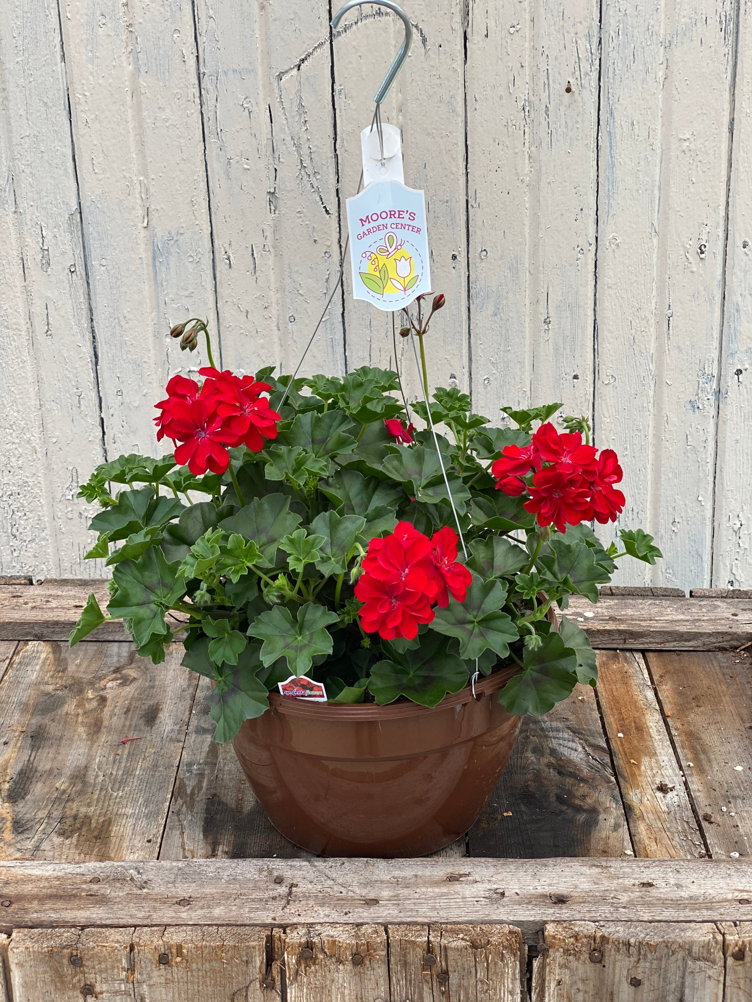 Geranium Hanging Baskets | Moore's Garden Center